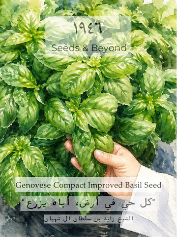Genovese Compact Improved Basil Seed