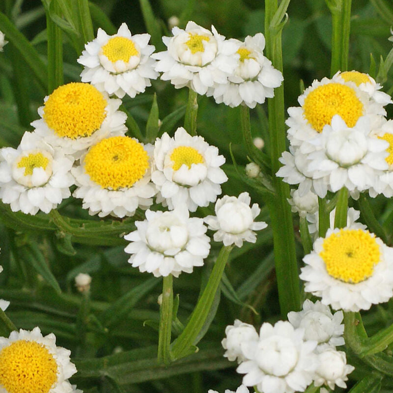 Winged Everlasting
Ammobium Seed