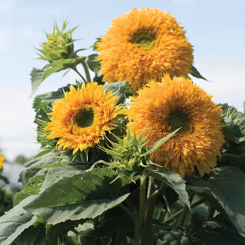 Goldy Double
Organic Sunflower Seed