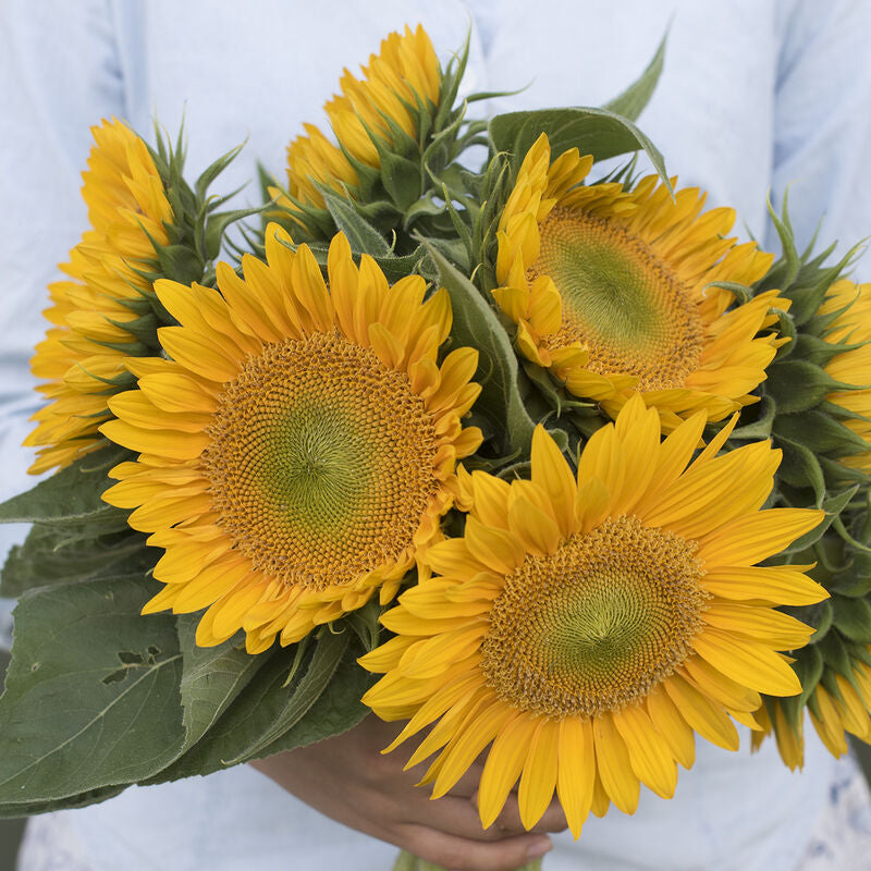 Sunrich Gold
(F1) Sunflower Seed