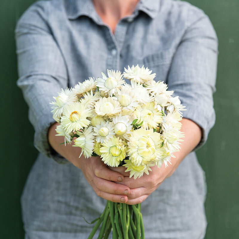Creamy White Strawflower Seed