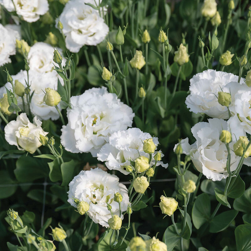 Corelli Sugoi™ III White
Pelleted (F1) Lisianthus