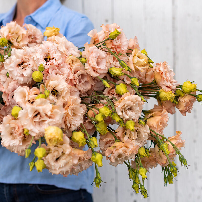 Voyage 2 Light Apricot
Pelleted (F1) Lisianthus