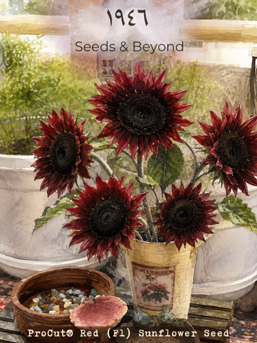ProCut® Red
(F1) Sunflower Seed