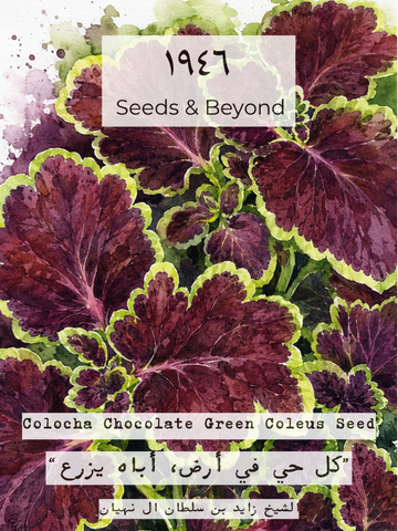 Colocha Chocolate Green Coleus
