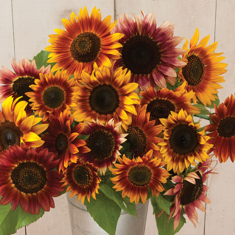 Autumn Beauty
Sunflower Seed