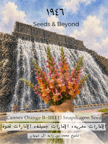 Cannes Orange II–III
Pelleted (F1) Snapdragon Seed