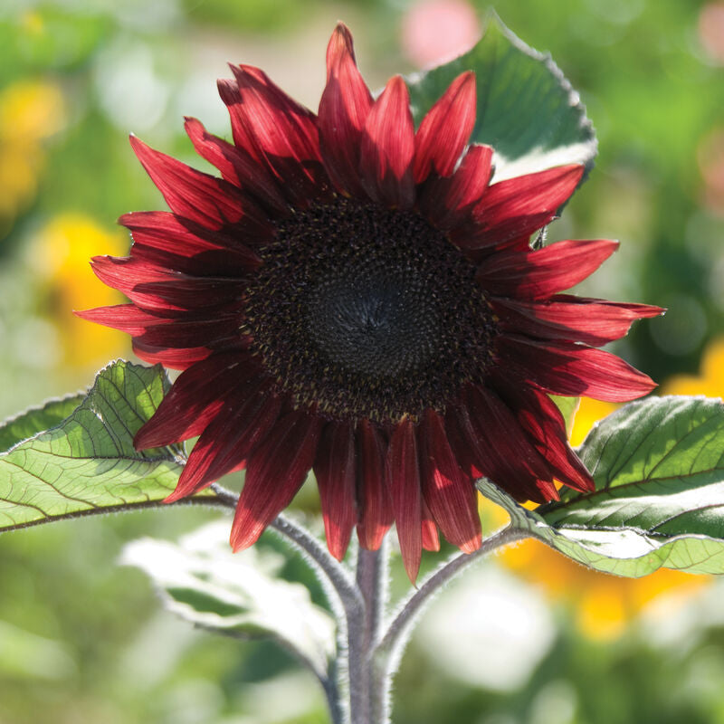 ProCut® Red
(F1) Sunflower Seed