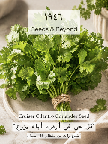 Cruiser Cilantro Seed