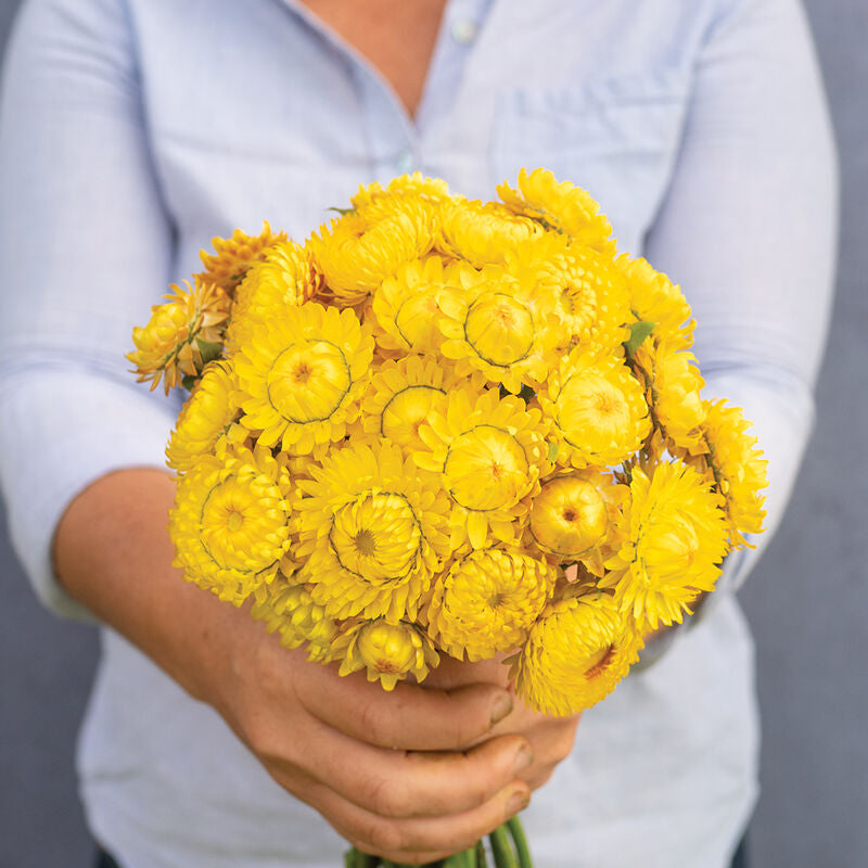 Golden Yellow Strawflower Seed