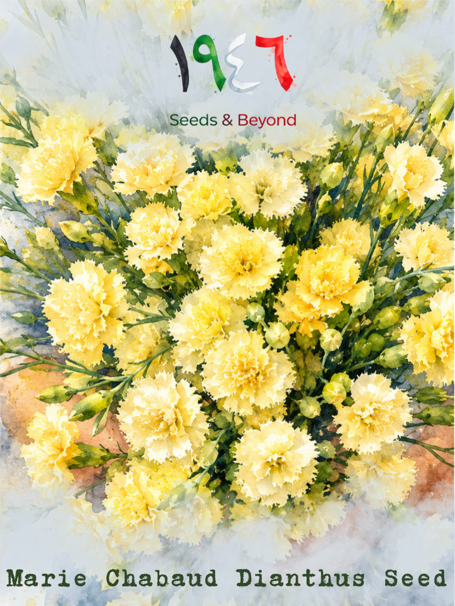 Hamayel Flower