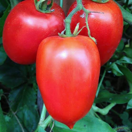 Amish Paste
Organic Tomato Seed