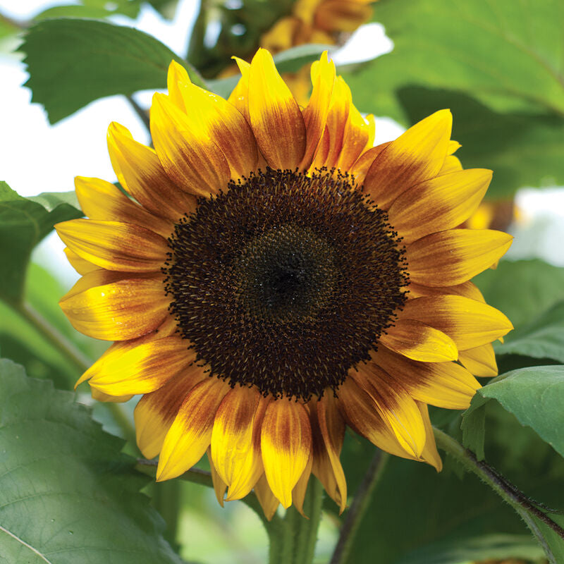 ProCut® Bicolor
(F1) Sunflower Seed
