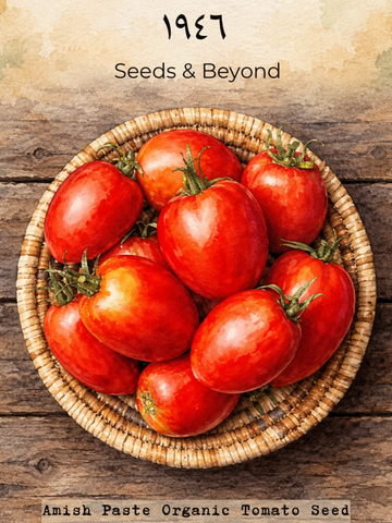Amish Paste
Organic Tomato Seed
