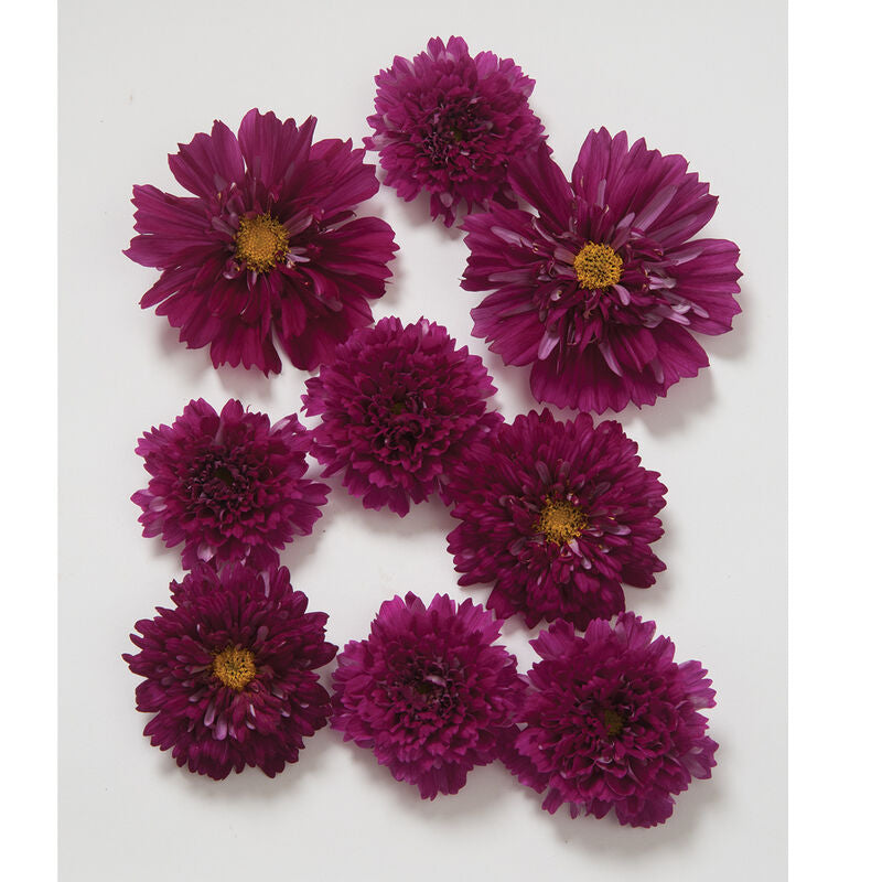 1946 Cosmos Collection