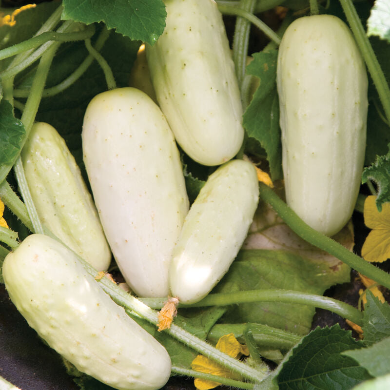 Salt and Pepper
Organic Cucumber Seed