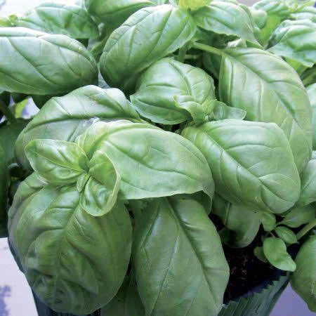 Winner Basil Seed