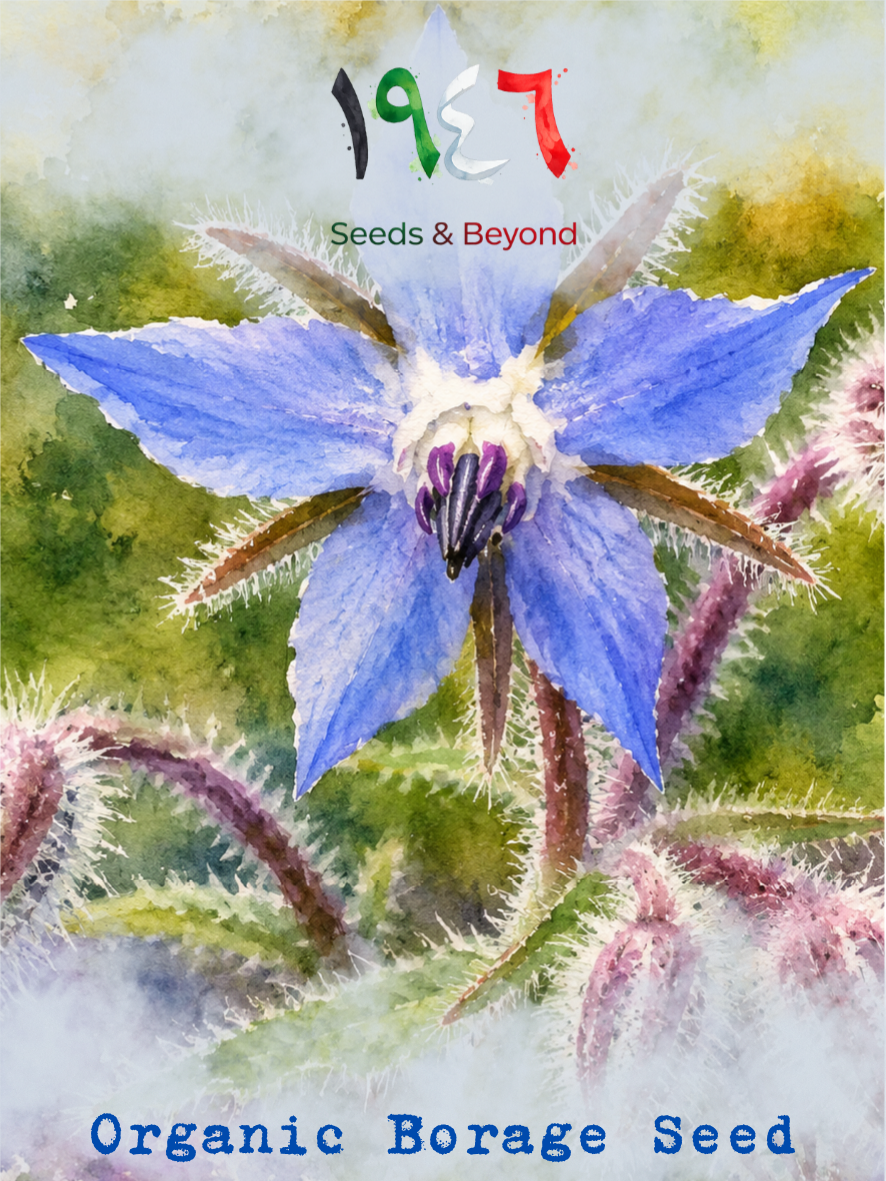 Hamayel Flower