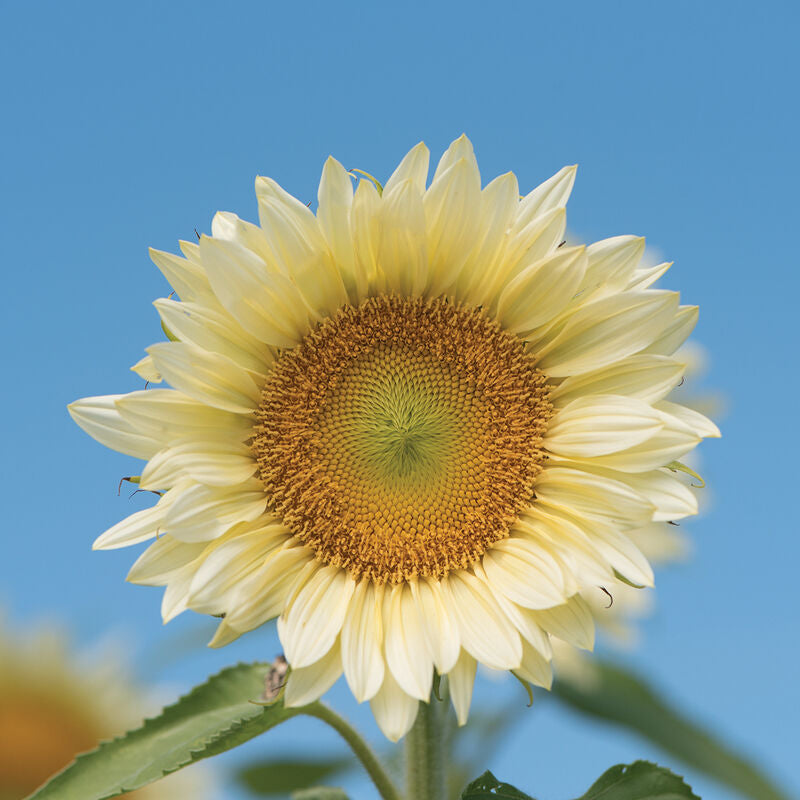 ProCut® White Lite
(F1) Sunflower Seed