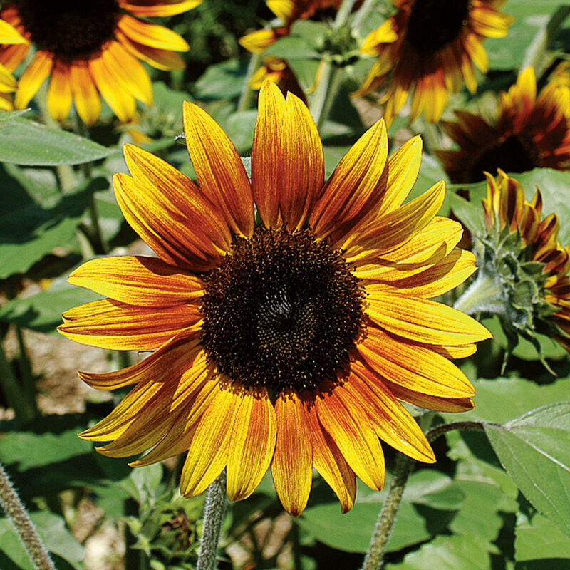 Firecracker
(F1) Sunflower Seed