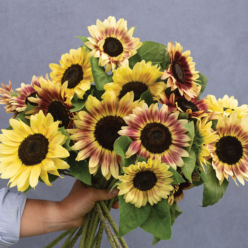 Summer Lovin
(F1) Sunflower Seed