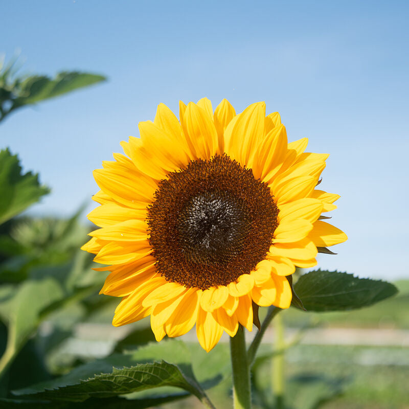 ProCut® Orange Excel
(F1) Sunflower Seed