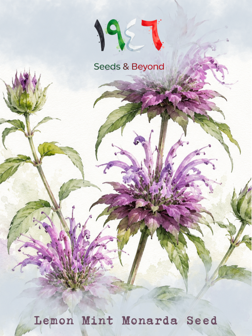 Hamayel Flower
