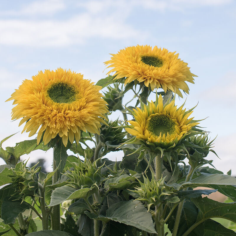 Lemonade
Sunflower Seed