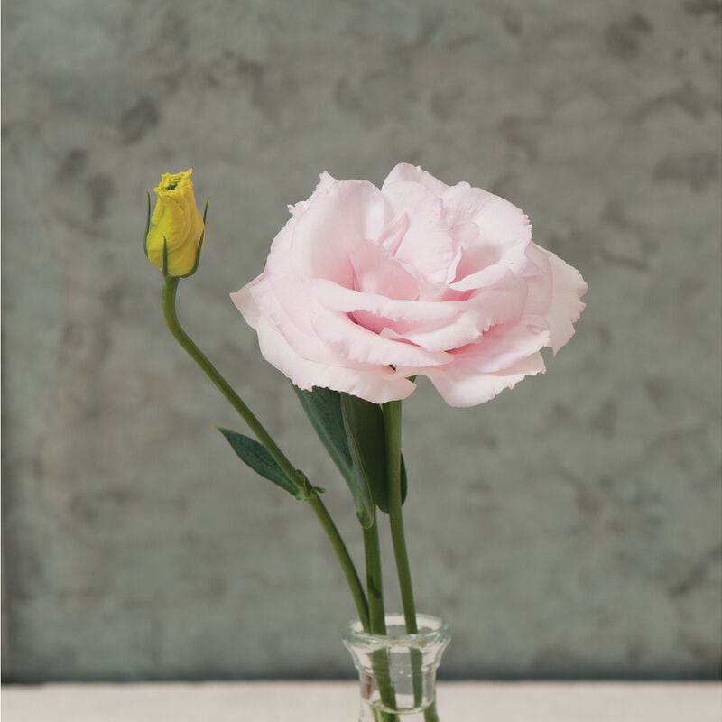 Arena III Baby Pink
Pelleted (F1) Lisianthus Seed