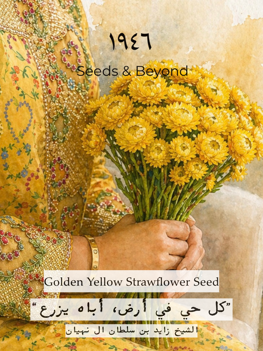 Golden Yellow Strawflower Seed