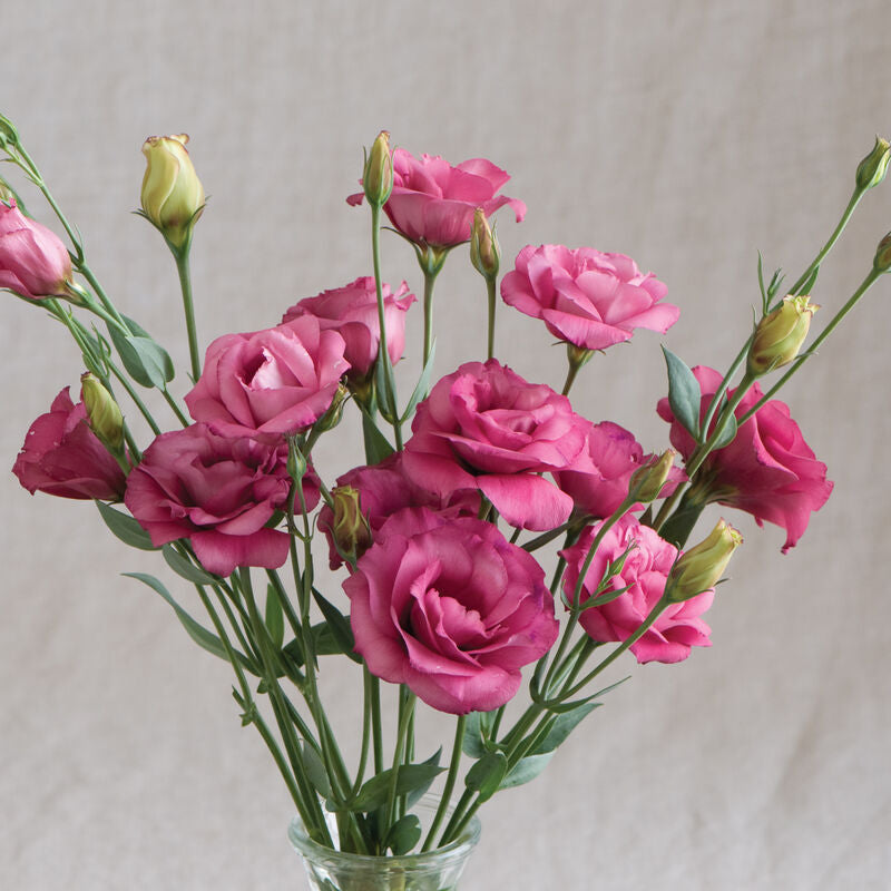 Arena III Red
Pelleted (F1) Lisianthus Seed