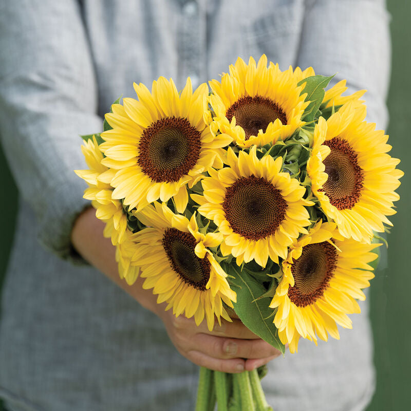 ProCut® Peach
(F1) Sunflower Seed