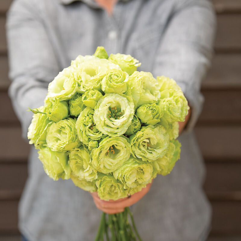Rosanne 2 Clear Green
Pelleted (F1) Lisianthus Seed