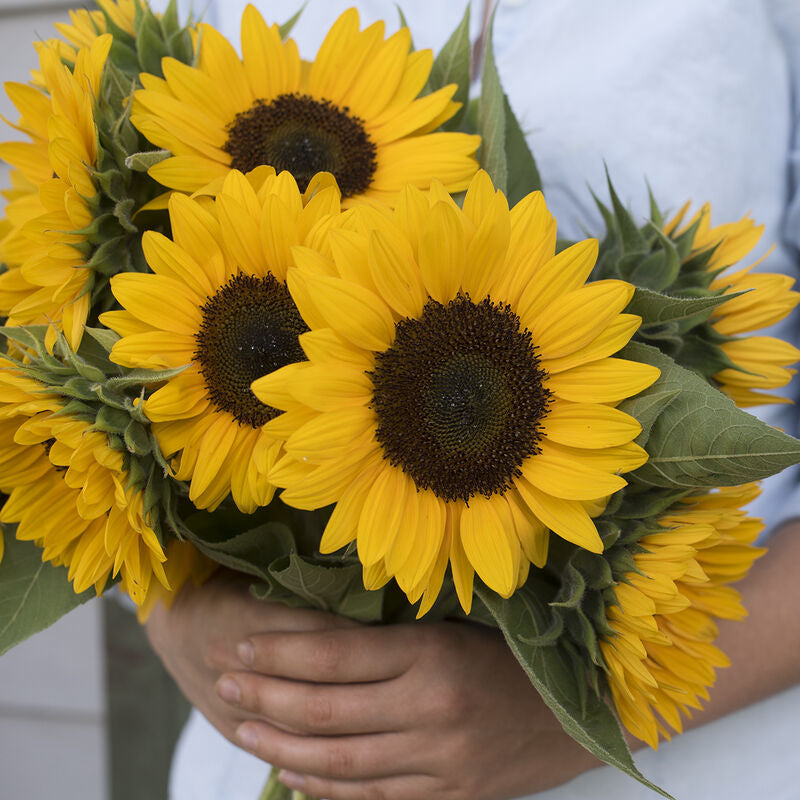 Sunrich Orange Summer
(F1) Sunflower Seed