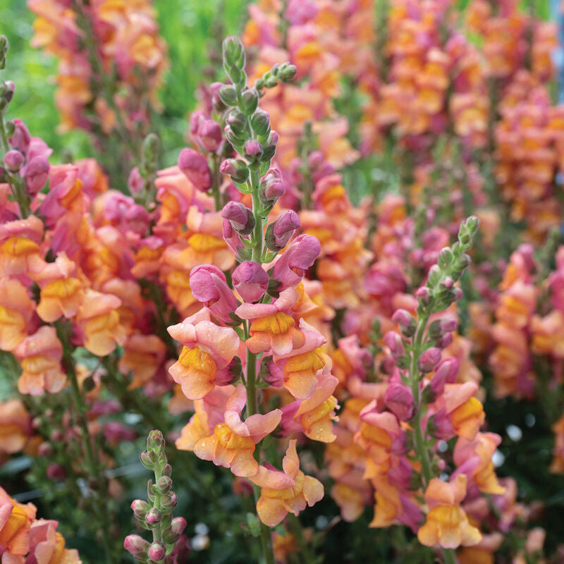 Cannes Orange II–III
Pelleted (F1) Snapdragon Seed