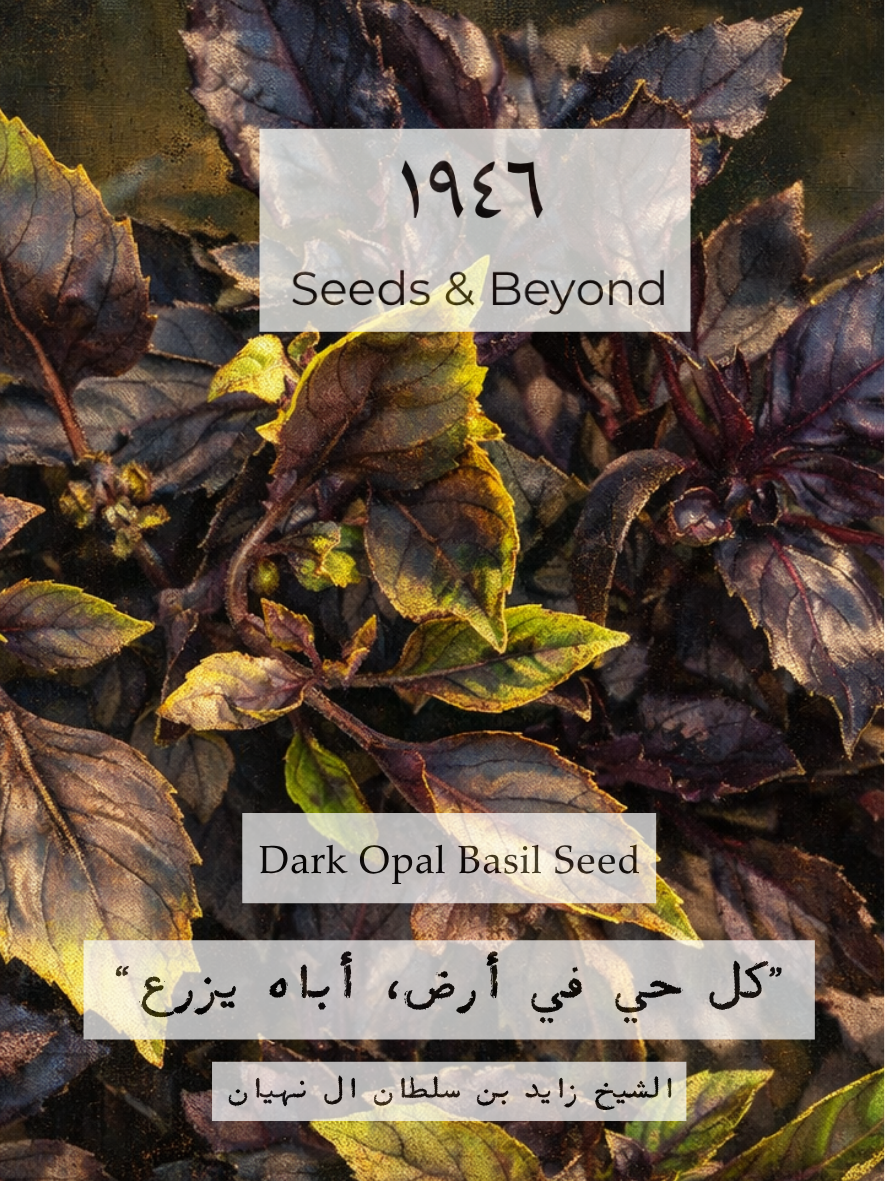Dark Opal Basil Seed