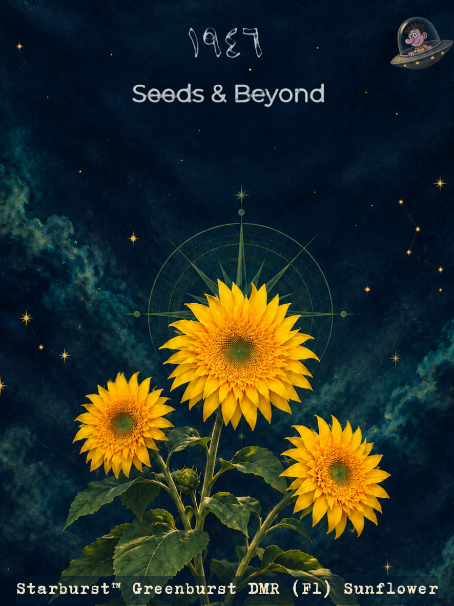 Starburst™ Greenburst DMR
(F1) Sunflower Seed