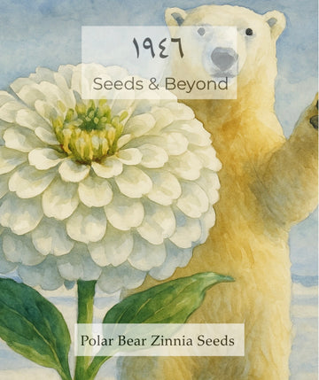 Polar Bear Zinnia Seed