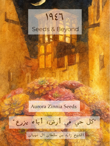 Aurora Zinnia