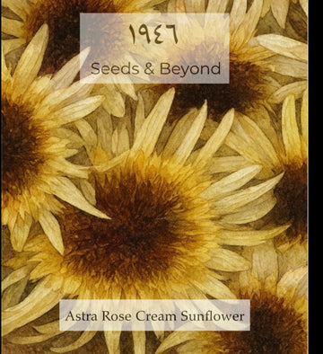 Aster Rose Cream Sunflower
