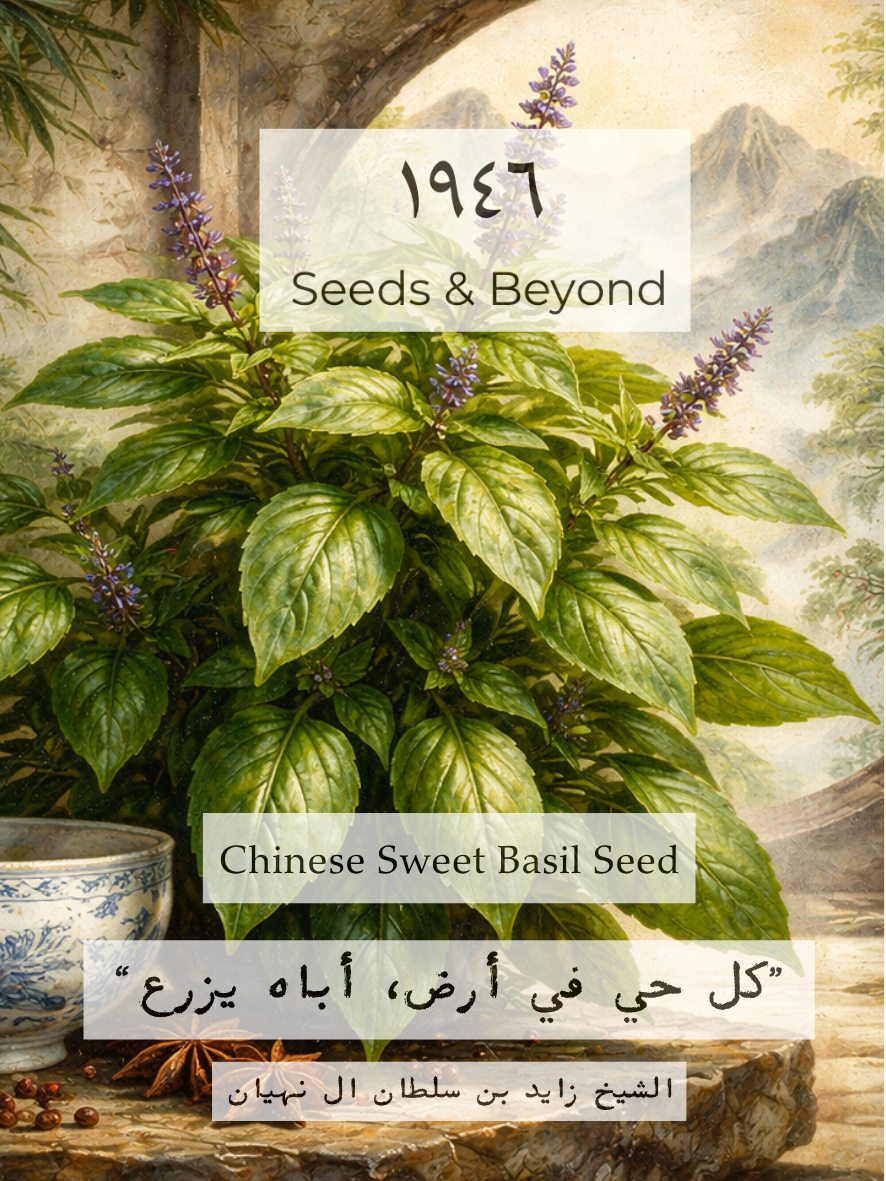 Chinese Sweet Basil