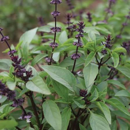 Chinese Sweet Basil