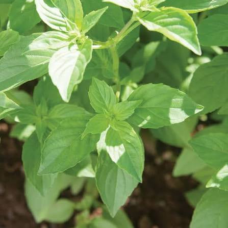 Mrs Burn’s Lemon Basil Seed