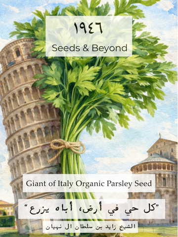 Giant of Italy Organic Parsley Seed