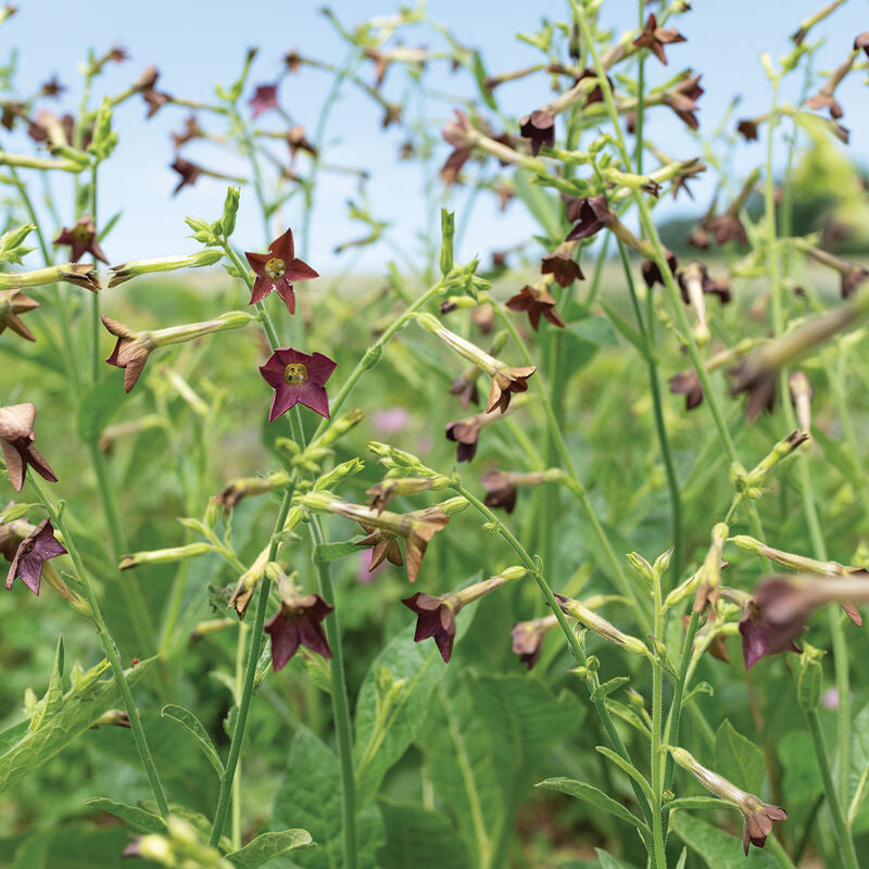 Bronze Queen
Nicotiana Seed