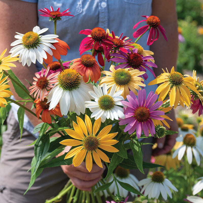 Paradiso Tall Mix
Echinacea Seed