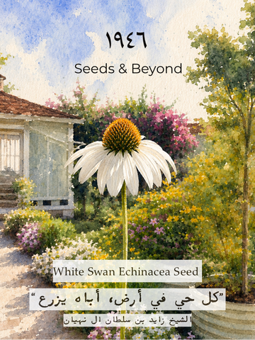 White Swan Echinacea Seed
