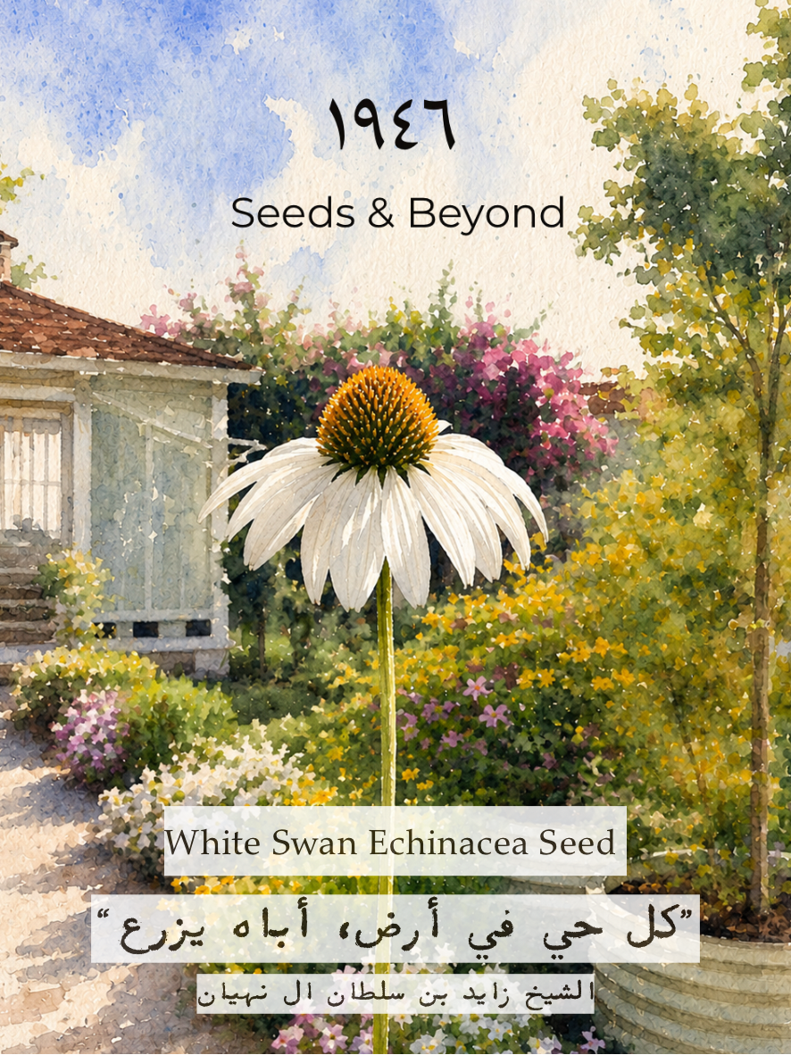 White Swan Echinacea Seed