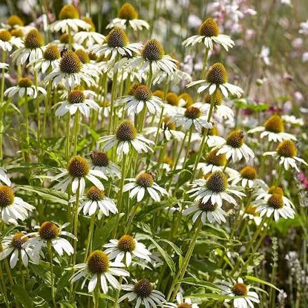 White Swan Echinacea Seed