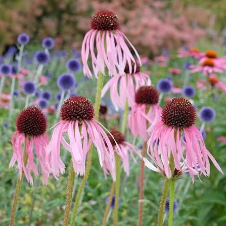 Pallido Echinacea Seed